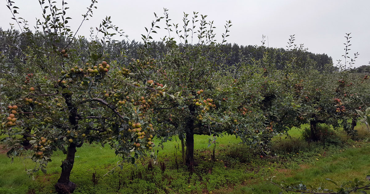 Blog Sandringham Apple Juice